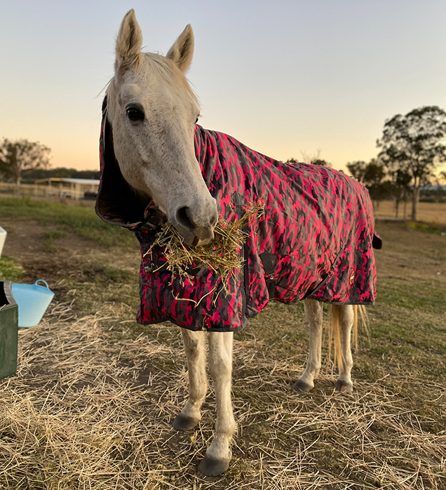 Horse with winter coat on